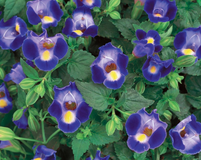 Catalina® Midnight Blue - Torenia ''Dancat911'' US. 17,878 and Can. 2815 (Wishbone Flower) from Betty's Azalea Ranch