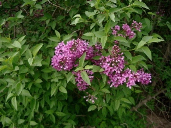 Persian Lilac - Syringa persica (Persian Lilac) from Betty's Azalea Ranch