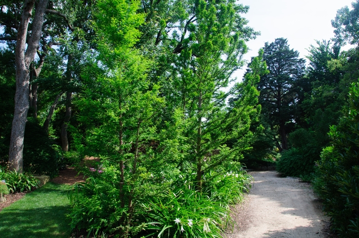 Peve Minaret Bald Cypress - Taxodium distichum ''Peve Minaret'' (Bald Cypress) from Betty's Azalea Ranch