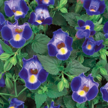 Torenia ''Dancat911'' US. 17,878 and Can. 2815 (Wishbone Flower) - Catalina® Midnight Blue