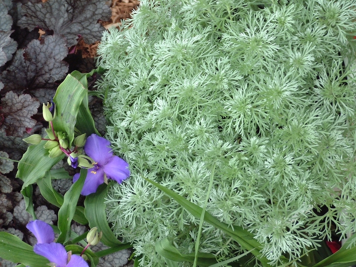 Silvermound Wormwood - Artemisia schmidtiana 'Silvermound' from Betty's Azalea Ranch