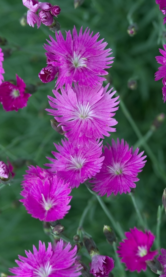 Pinks-Cheddar - Dianthus gratianopolitanus 'Firewitch' from Betty's Azalea Ranch