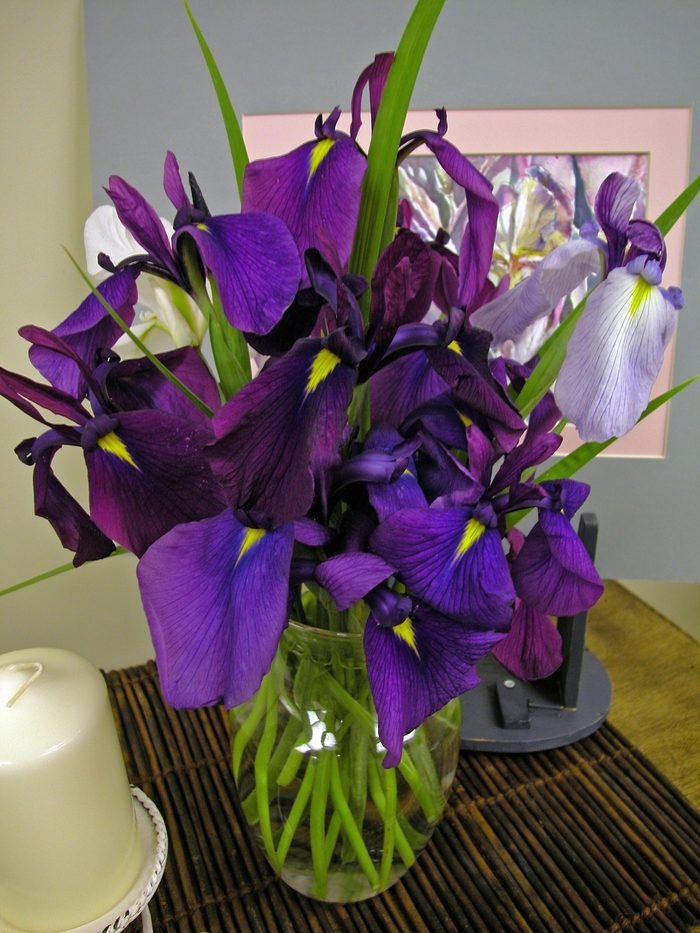 Japanese Iris - Iris ensata (Japanese Iris) from Betty's Azalea Ranch