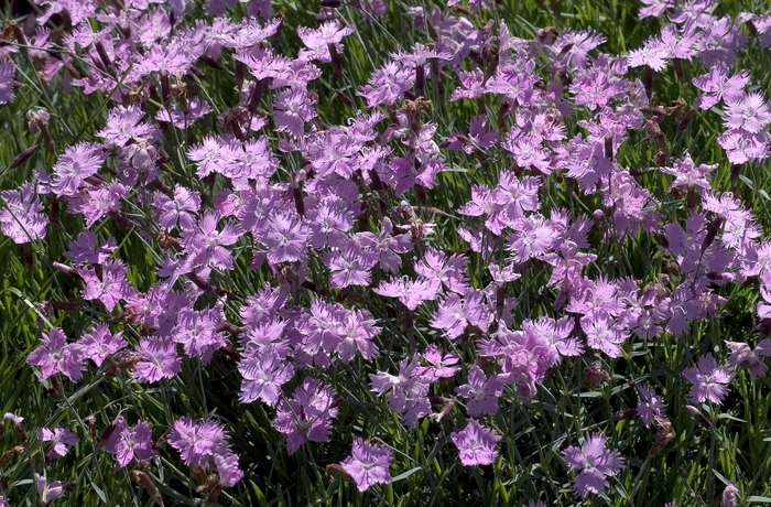 Pinks - Dianthus 'Baths Pink' from Betty's Azalea Ranch