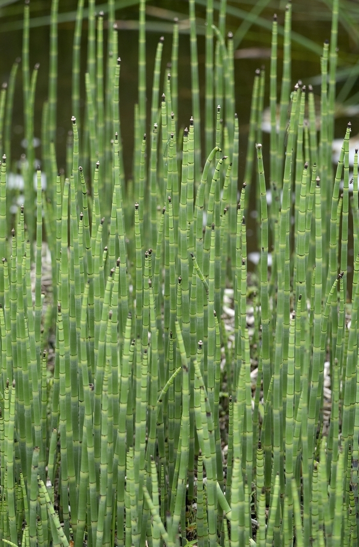 Small Horsetail - Equisetum scirpoides (Small Horsetail) from Betty's Azalea Ranch