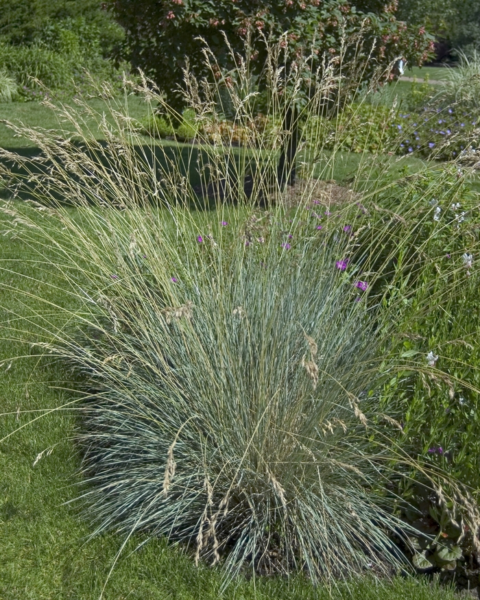 Blue Oat Grass - Helictotrichon semperviren from Betty's Azalea Ranch