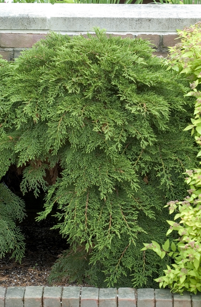 Russian Cypress - Microbiota decussata (Russian Cypress) from Betty's Azalea Ranch