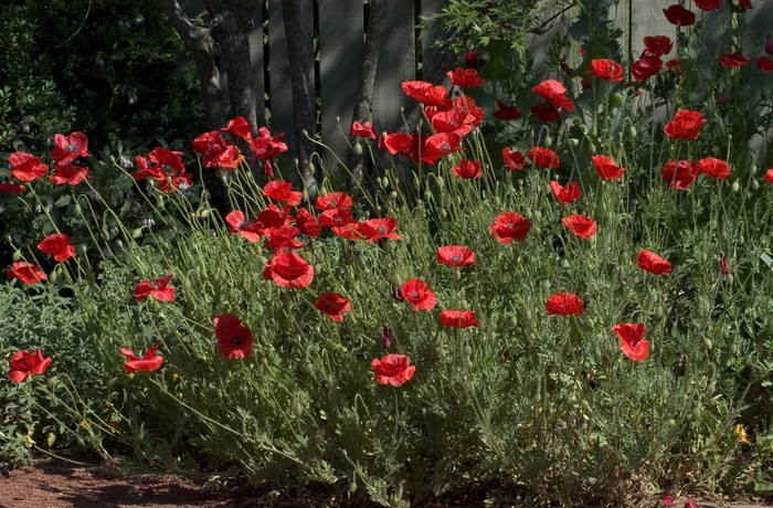 Multiple Varieties Poppy - Papaver ''Multiple Varieties'' (Poppy) from Betty's Azalea Ranch