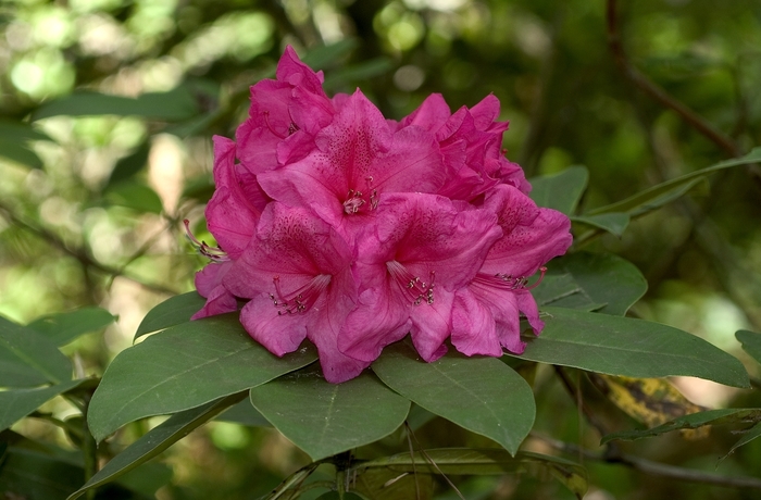'Anna Rose Whitney' - Rhododendron from Betty's Azalea Ranch