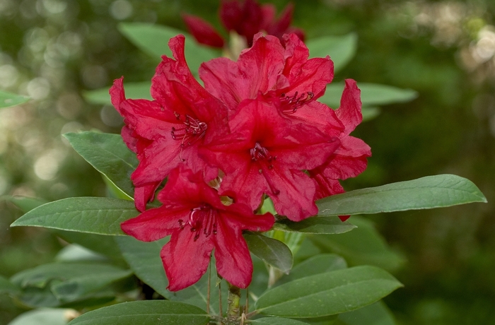 'Vulcans Flame' - Rhododendron catawbiense from Betty's Azalea Ranch