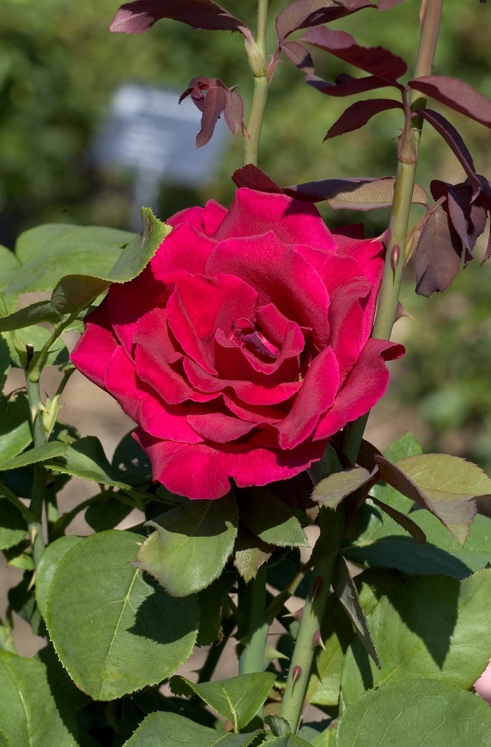 'Mister Lincoln' Hybrid Tea Rose - Rosa from Betty's Azalea Ranch