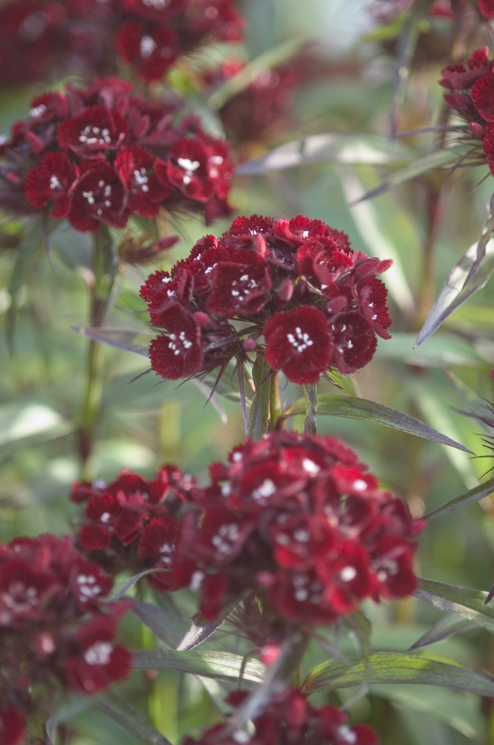 Sweet William - Dianthus barbatus 'Heart Attack' from Betty's Azalea Ranch