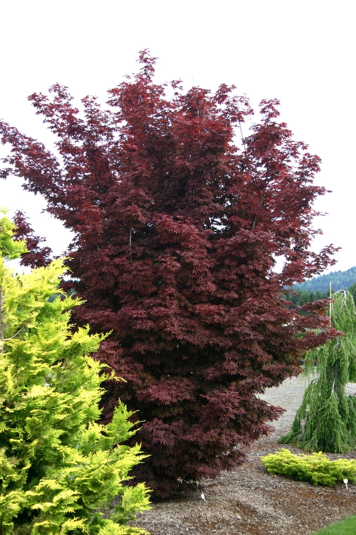 Japanese Maple - Acer palmatum 'Twombley's Red Sentinel' from Betty's Azalea Ranch
