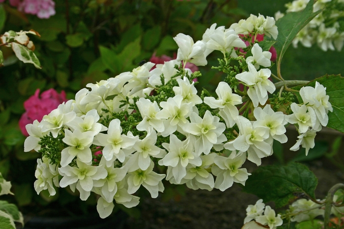 Hydrangea - Hydrangea quercifolia 'Snowflake' from Betty's Azalea Ranch