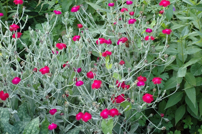 Mullein Pink, Campion flower - Lychnis coronaria (Mullein Pink, Campion flower) from Betty's Azalea Ranch