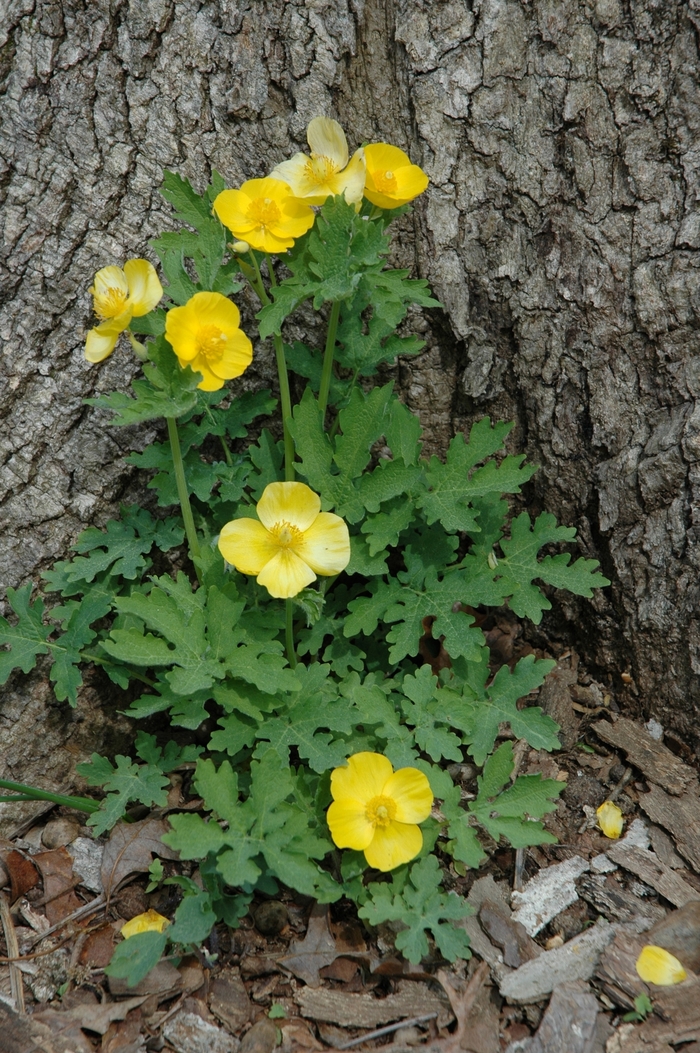 Celandine Poppy - Stylophorum diphyllum from Betty's Azalea Ranch