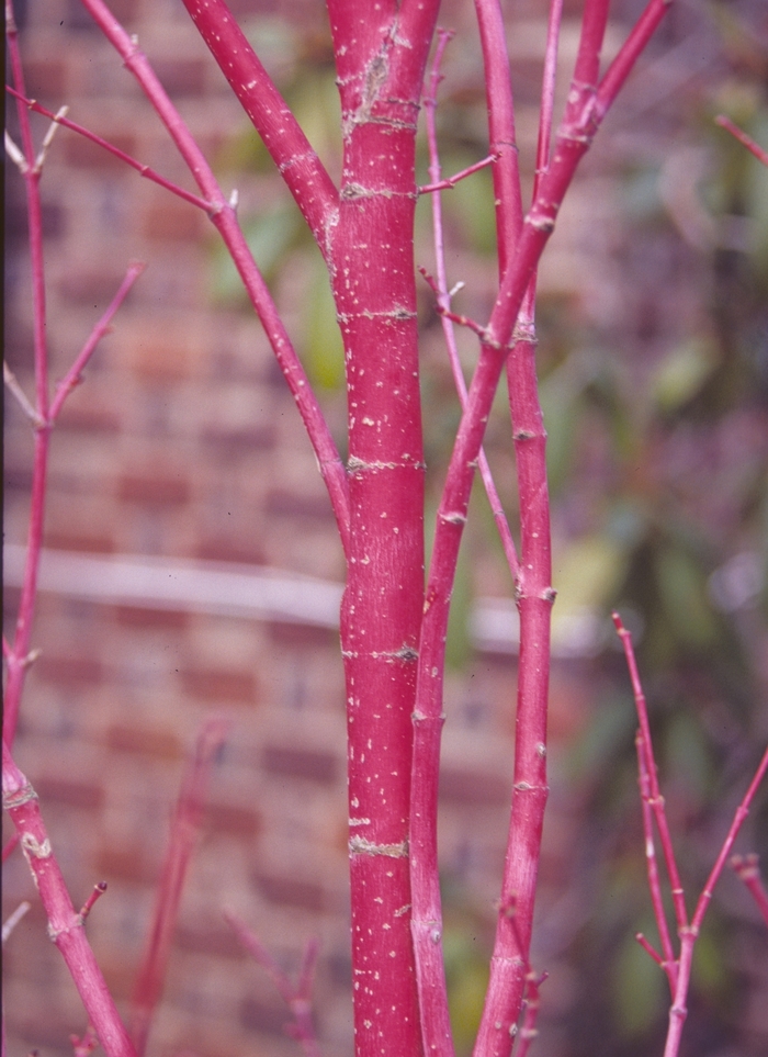 Coral Bark Maple - Acer palmatum 'Sango Kaku' from Betty's Azalea Ranch