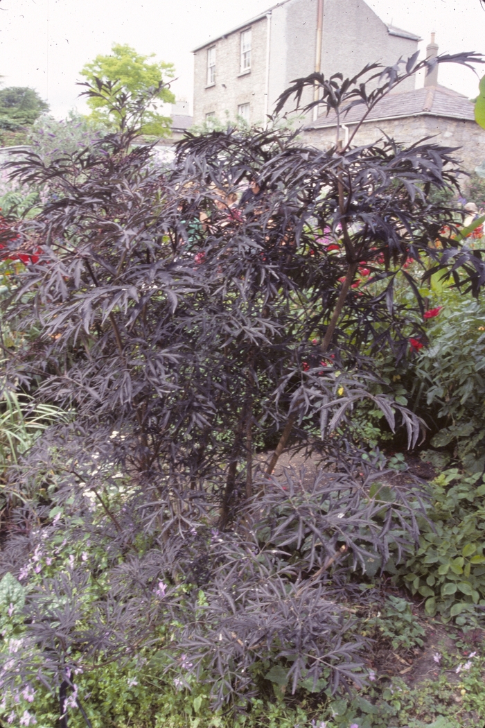 Black Lace® Elderberry - Sambucus nigra ''Eva'' PP15575, Can 2633 (Elderberry) from Betty's Azalea Ranch