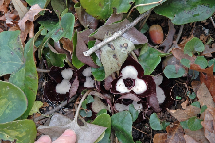 Ginger - Asarum maximum 'Ling Ling' from Betty's Azalea Ranch