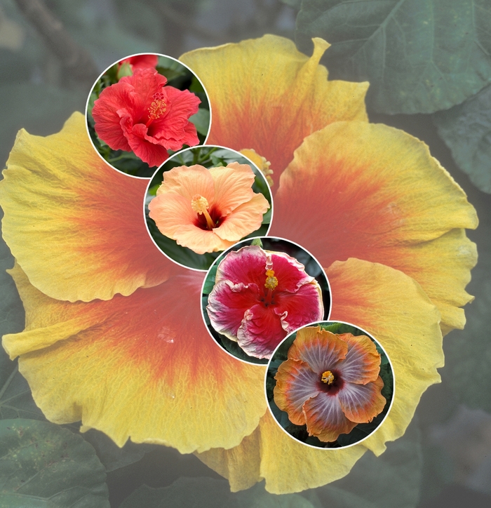 Hibiscus - Tropical - Multiple Varieties from Betty's Azalea Ranch