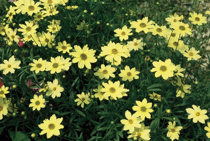 Creme Brulee Tickseed - Coreopsis x 'Creme Brulee' from Betty's Azalea Ranch