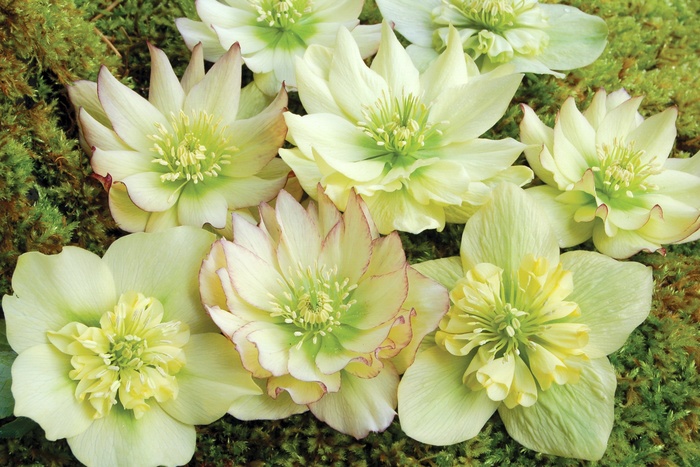 Winter Jewels™ ''Golden Lotus'' - Helleborus (Lenten Rose) from Betty's Azalea Ranch
