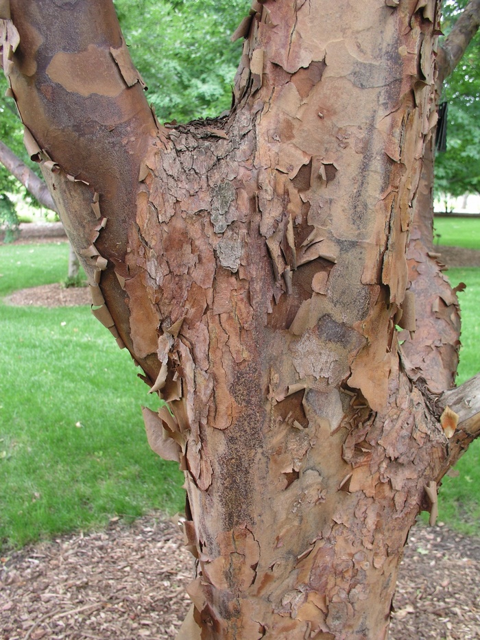 Paperbark Maple - Acer griseum from Betty's Azalea Ranch
