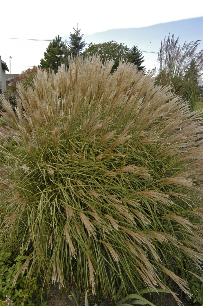 Adagio Dwarf Japanese Silver Grass - Miscanthus sinensis ''Adagio'' (Dwarf Japanese Silver Grass) from Betty's Azalea Ranch