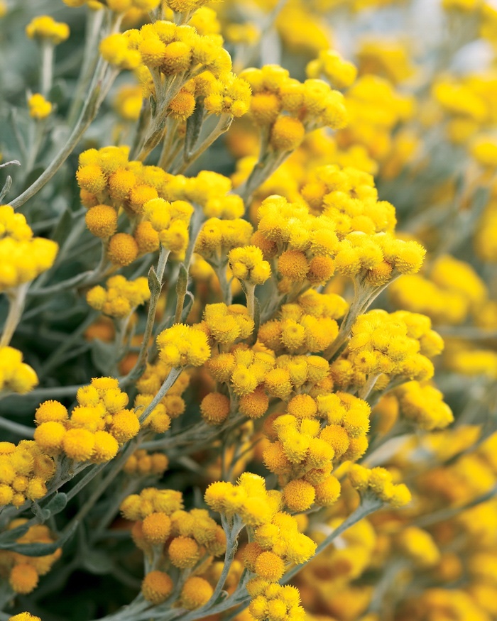Flambe® Yellow - Chrysocephalum apiculatum 'Strawflower' from Betty's Azalea Ranch