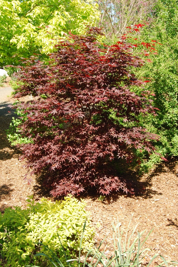 Hefner''s Red Japanese Maple - Acer palmatum ''Hefner''s Red'' (Japanese Maple) from Betty's Azalea Ranch