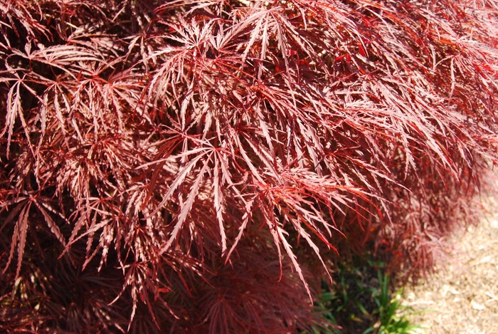 Japanese Maple - Acer palmatum dissectum 'Red Filigree Lace' from Betty's Azalea Ranch