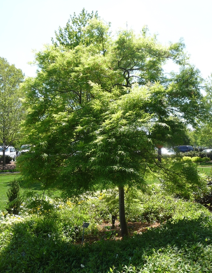 Filegree Japanese Maple - Acer palmatum var dissectum 'Filigree' from Betty's Azalea Ranch