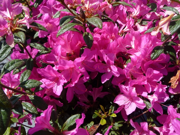 Encore® 'Autumn Amethyst®' - Rhododendron (Azalea) from Betty's Azalea Ranch