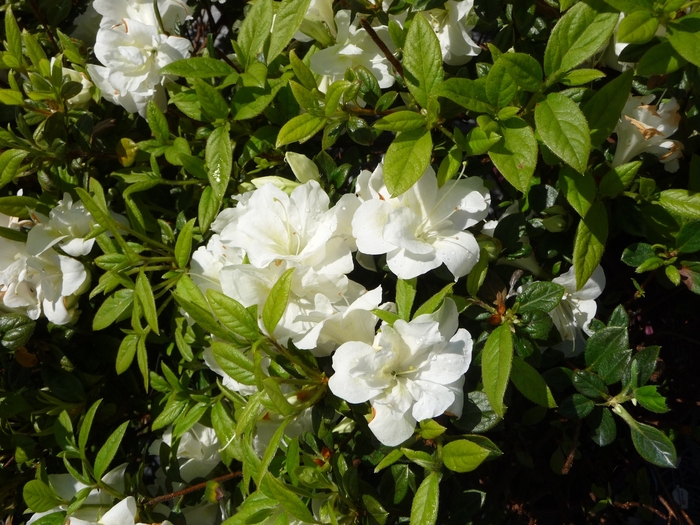 Encore® 'Autumn Moonlight®' - Rhododendron (Azalea) from Betty's Azalea Ranch
