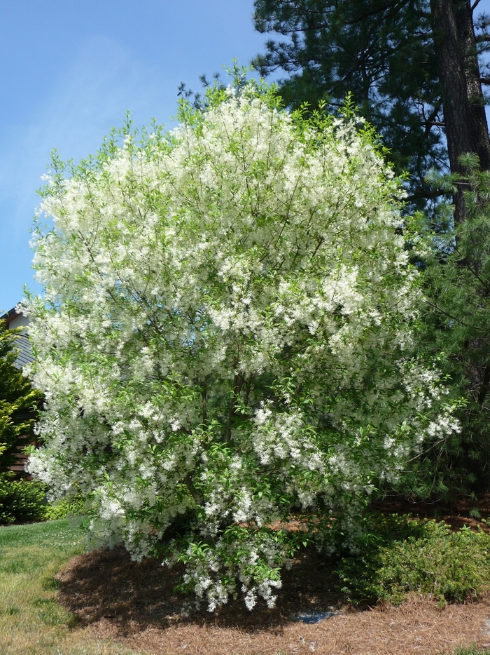 Fringetree - Chionanthus virginicus from Betty's Azalea Ranch
