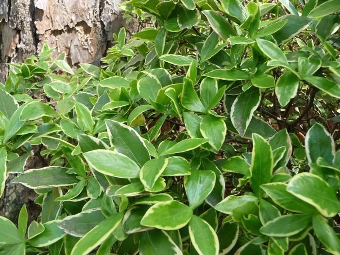 Daphne odora - Daphne odora 'Aureo-marginatus' from Betty's Azalea Ranch