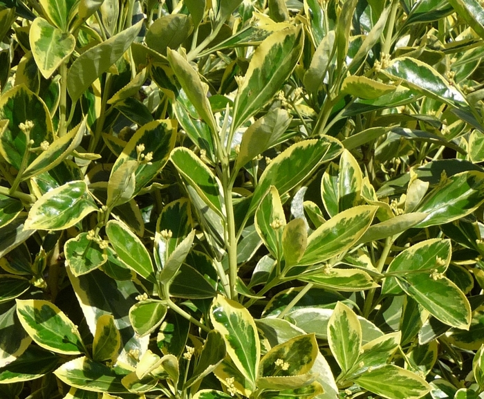 Japanese Euonymus - Euonymus japonicus 'Silver King' from Betty's Azalea Ranch