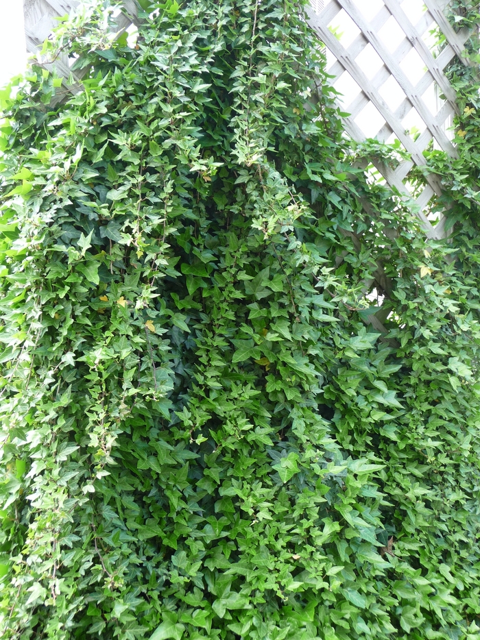 English Ivy - Hedera helix from Betty's Azalea Ranch