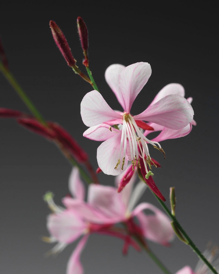 Stratosphere™ Pink Picotee - Gaura lindheimeri ''Gaudpin'' PP18237, Can 3031 (Butterfly Flower) from Betty's Azalea Ranch