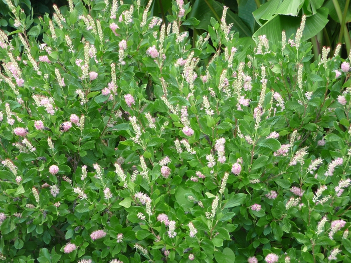 Summersweet - Clethra alnifolia 'Ruby Spice' from Betty's Azalea Ranch