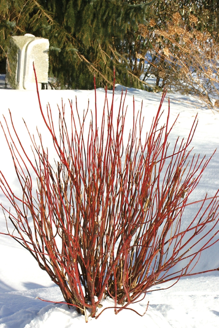 ''Arctic Fire® Red'' Red-Osier Dogwood - Cornus stolonifera from Betty's Azalea Ranch