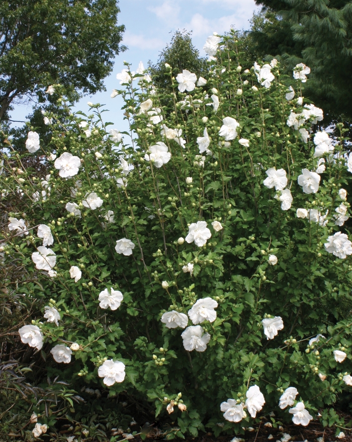 White Chiffon® Rose of Sharon - Hibiscus syriacus ''Notwoodtwo'' PP12,612 (Rose of Sharon) from Betty's Azalea Ranch