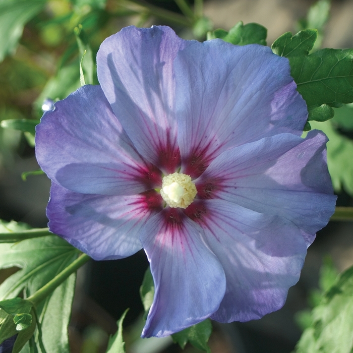Azurri Blue Satin® Rose of Sharon - Hibiscus syriacus ''DVPazurri'' PP 20563, Can 4391 from Betty's Azalea Ranch