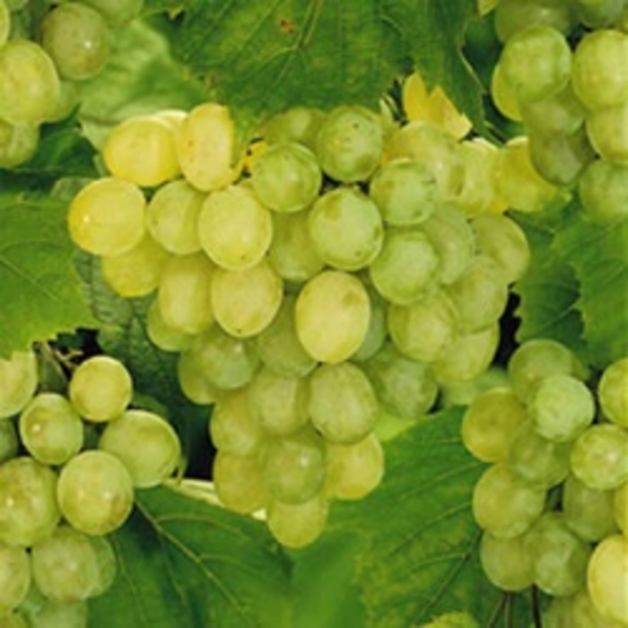 Lakemont Grape - Vitis ''Lakemont'' (Grape) from Betty's Azalea Ranch