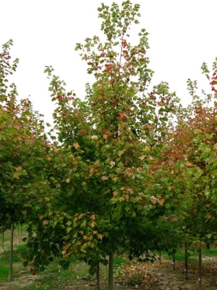 Red Sunset® Red Maple - Acer rubrum 'Franksred' from Betty's Azalea Ranch