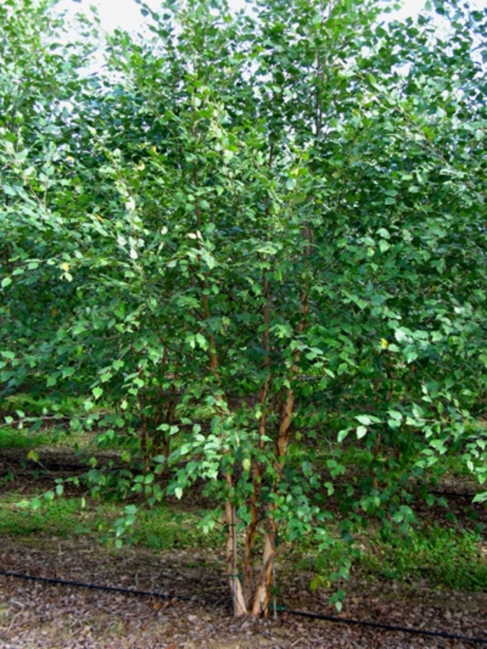 Dura Heat ®Birch Tree - Betula nigra 'Dura Heat®' from Betty's Azalea Ranch