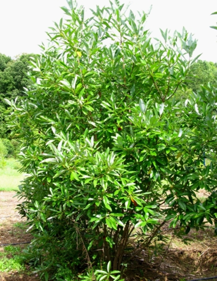 Sweetbay Magnolia - Magnolia virginiana (Sweetbay Magnolia) from Betty's Azalea Ranch