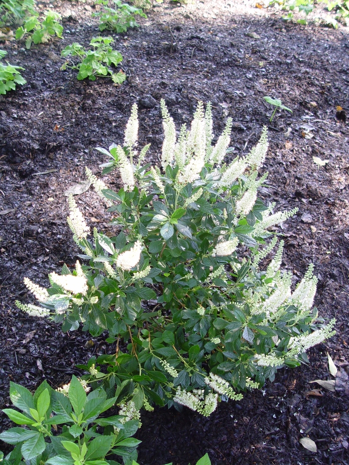 Summersweet - Clethra alnifolia 'Hummingbird' from Betty's Azalea Ranch