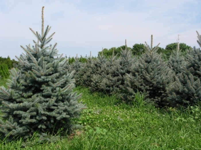 Fat Albert Colorado Blue Spruce - Picea pungens ''Fat Albert'' (Colorado Blue Spruce) from Betty's Azalea Ranch