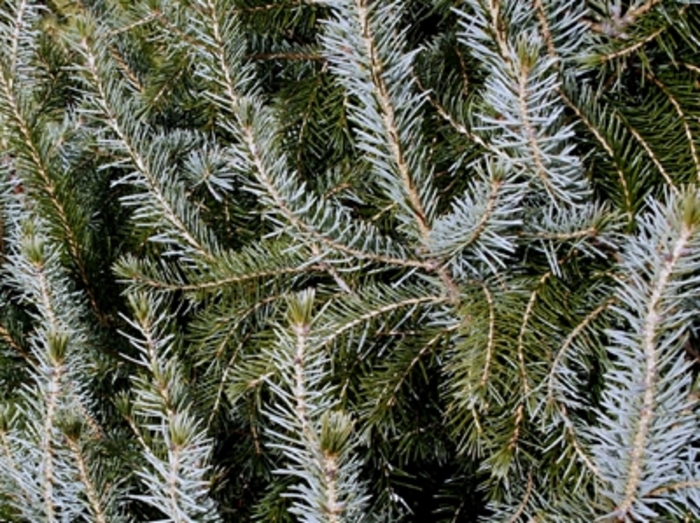 Serbian Spruce - Picea omorika (Serbian Spruce) from Betty's Azalea Ranch